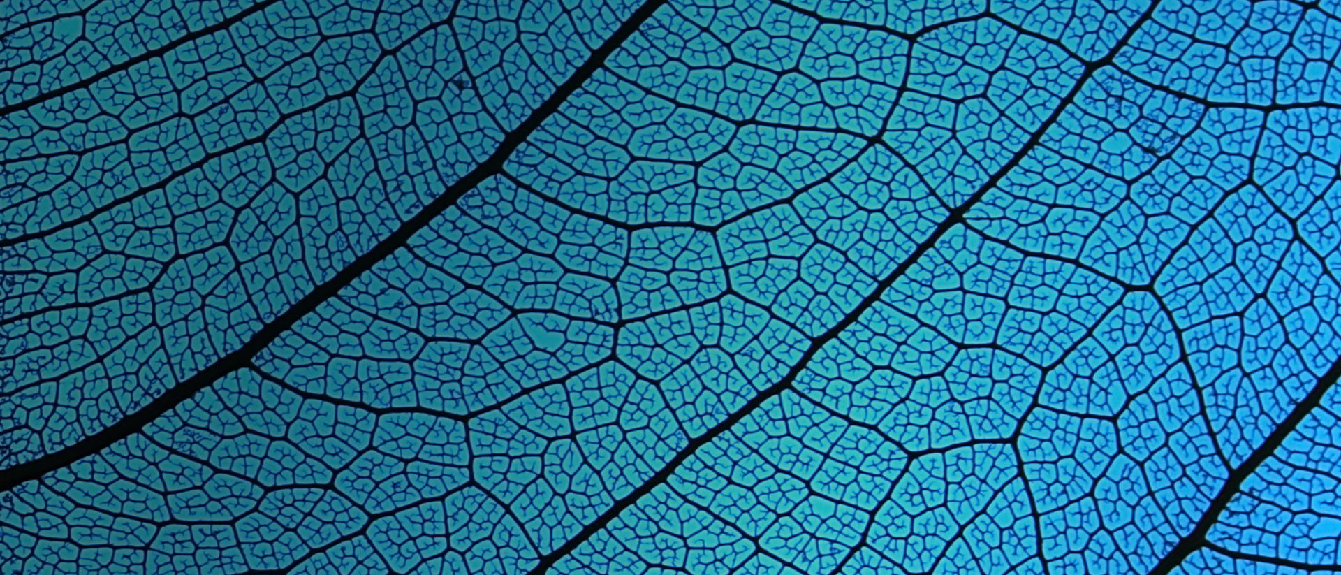 Close up patterns on a leaf